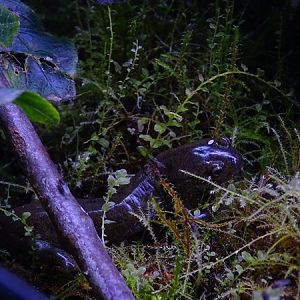 BtS: Oita salamander (Hynobius dunni)