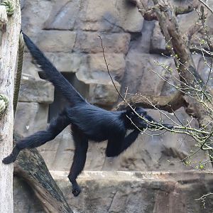 Colombian black spider monkey (Ateles fusciceps rufiventris), 2024-02-17