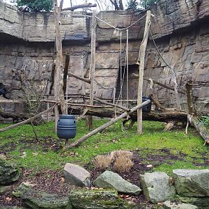 Small Monkey House - Colombian black spider monkey outdoor exhibit, 2024-02-17
