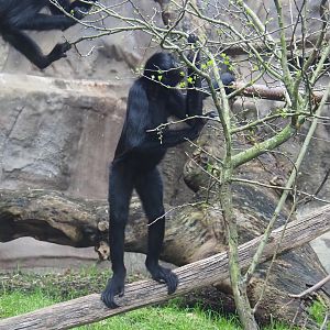 Colombian black spider monkey (Ateles fusciceps rufiventris), 2024-02-17