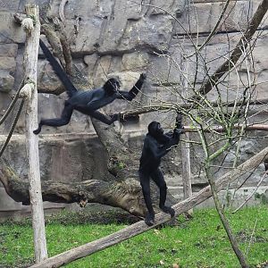 Colombian black spider monkeys (Ateles fusciceps rufiventris), 2024-02-17