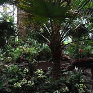 View in the Winter Garden (19th Century rainforest house, seasonally used as a butterfly house), 2024-02-17