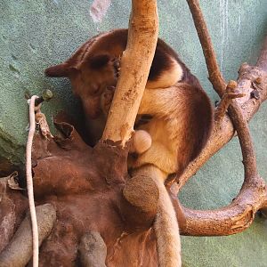 Goodfellow's tree kangaroo (Dendrolagus goodfellowi buergersi), 2024-02-17