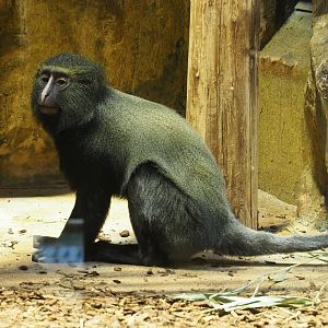 Hamlyn's monkey (Cercopithecus hamlyni), 2024-02-17