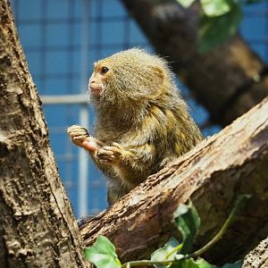Pygmy marmoset (Cebuella pygmaea), 2024-02-17