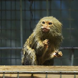 Pygmy marmoset (Cebuella pygmaea), 2024-02-17