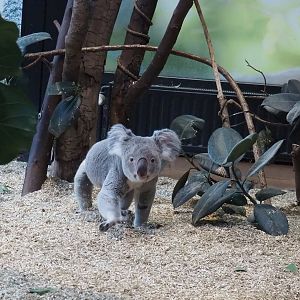 Northern koala (Phascolarctos cinereus cinereus) walking around on the ground, 2024-02-17