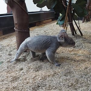 Northern koala (Phascolarctos cinereus cinereus) walking around on the ground, 2024-02-17