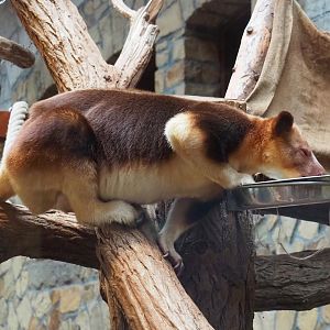 Goodfellow's tree kangaroo (Dendrolagus goodfellowi buergersi), 2024-02-17