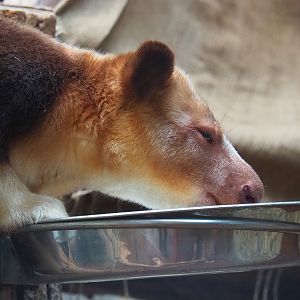 Goodfellow's tree kangaroo (Dendrolagus goodfellowi buergersi), 2024-02-17