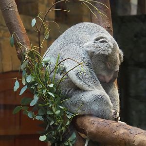 Northern koala (Phascolarctos cinereus cinereus), 2024-02-17