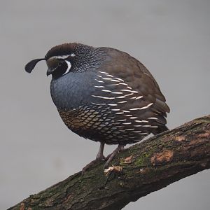 Californian quail (Callipepla californica), 2024-02-17