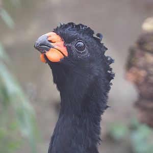 Red-billed curassow (Crax blumenbachii), 2024-02-17