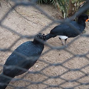 Red-billed curassows (Crax blumenbachii), 2024-02-17