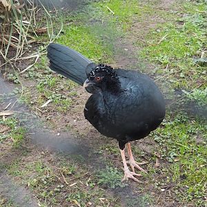 Red-billed curassow (Crax blumenbachii), 2024-02-17