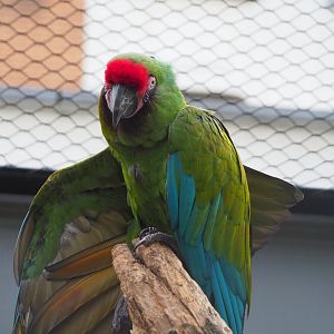 Mexican military macaw (Ara militaris mexicana), 2024-02-17