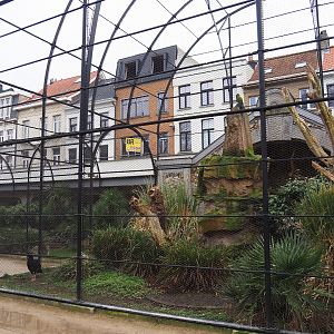 Mexican military macaw and Red-billed curassow aviary, 2024-02-17