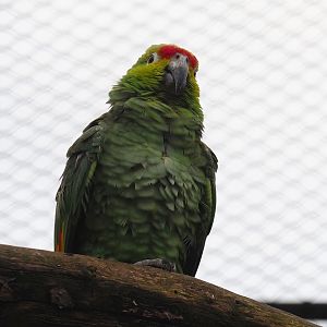 Lilacine amazon (Amazona lilacina), 2024-02-17