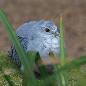 Blue ground dove (Claravis pretiosa), 2024-02-17
