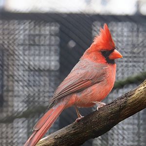 Northern cardinal (Cardinalis cardinalis), 2024-02-17