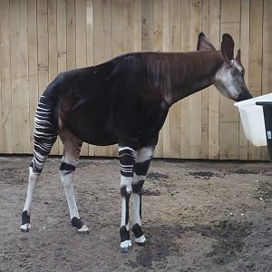 Okapi (Okapia johnstoni), 2024-02-17