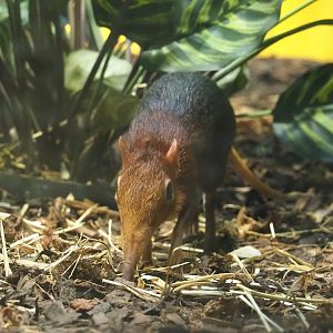 Black-and-rufous sengi (Rhynchocyon petersi), 2024-02-17