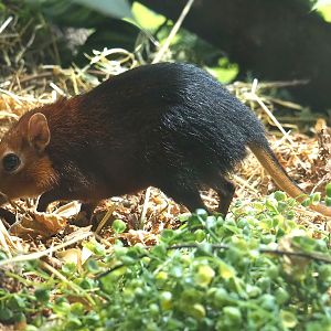 Black-and-rufous sengi (Rhynchocyon petersi), 2024-02-17