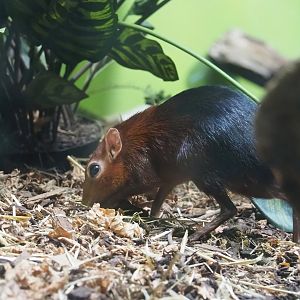 Black-and-rufous sengi (Rhynchocyon petersi), 2024-02-17