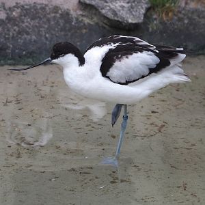 Pied avocet (Recurvirostra avosetta), 2024-02-17
