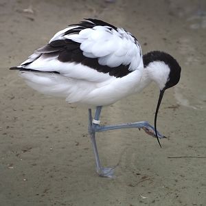 Pied avocet (Recurvirostra avosetta), 2024-02-17