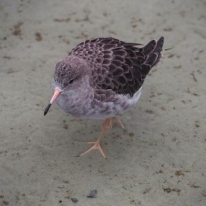 Common redshank (Tringa totanus), 2024-02-17
