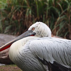 Dalmatian pelican (Pelecanus crispus), 2024-02-17