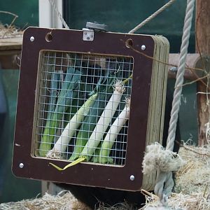Feeder with leeks in the chimpanzee exhibit, 2024-02-17