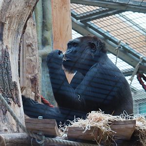 Western lowland gorilla (Gorilla gorilla gorilla), 2024-02-17