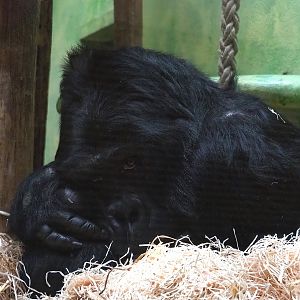 Eastern lowland gorilla Amahoro (Gorilla beringei graueri), 2024-02-17