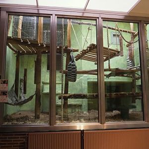 Western lowland gorilla, Eastern lowland gorilla and Hamlyn's monkey indoor exhibit - 'Bedroom' section, 2024-02-17