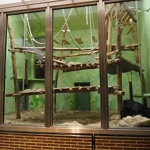 Western lowland gorilla, Eastern lowland gorilla and Hamlyn's monkey indoor exhibit - 'Bedroom' section, 2024-02-17