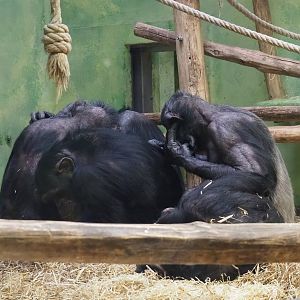 Chimpanzees (Pan troglodytes), 2024-02-17