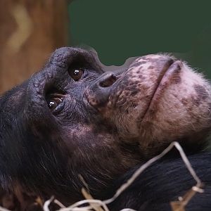 Chimpanzee (Pan troglodytes), 2024-02-17