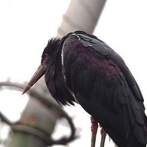 Abdim's stork (Ciconia abdimii), 2024-02-17
