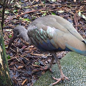 Hadada ibis (Bostrychia hagedash), 2024-02-17