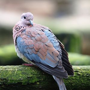 Laughing dove (Streptopelia senegalensis), 2024-02-17