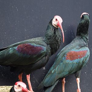 Southern bald ibis (Geronticus calvus), 2024-02-17
