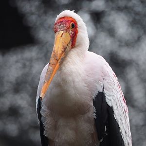 Yellow-billed stork (Mycteria ibis), 2024-02-17
