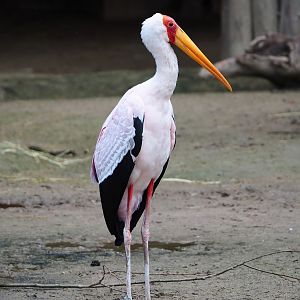 Yellow-billed stork (Mycteria ibis), 2024-02-17