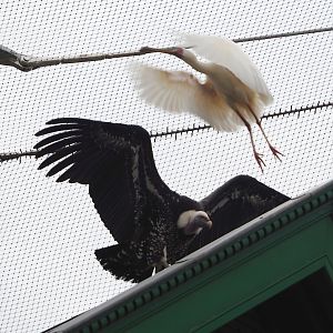 Rüppell's griffon vulture (Gyps rueppelli rueppelli) and flying African spoonbill (Platalea alba), 2024-02-17
