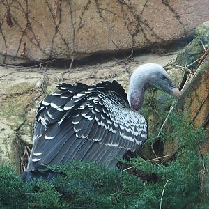 Rüppell's griffon vulture (Gyps rueppelli rueppelli), 2024-02-17