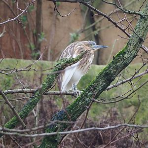 Madagascar pond heron (Ardeola idae), 2024-02-17