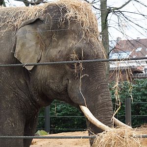 Asian elephant (Elephas maximus), 2024-02-17
