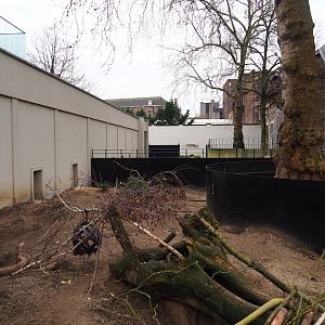 Cape porcupine and Yellow mongoose exhibit, 2024-02-17